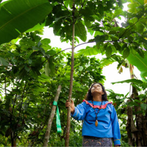 Análisis focalizado de escenarios para palma (TSA)