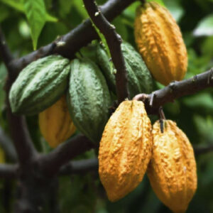 Análisis focalizado de escenarios para cacao (TSA)
