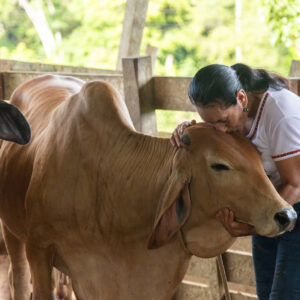 Análisis focalizado de escenarios para la ganadería bovina en trópicos en Perú (TSA)