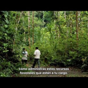 Video: Programas presupuestales